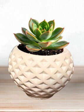 Diamond Succulent Bowl